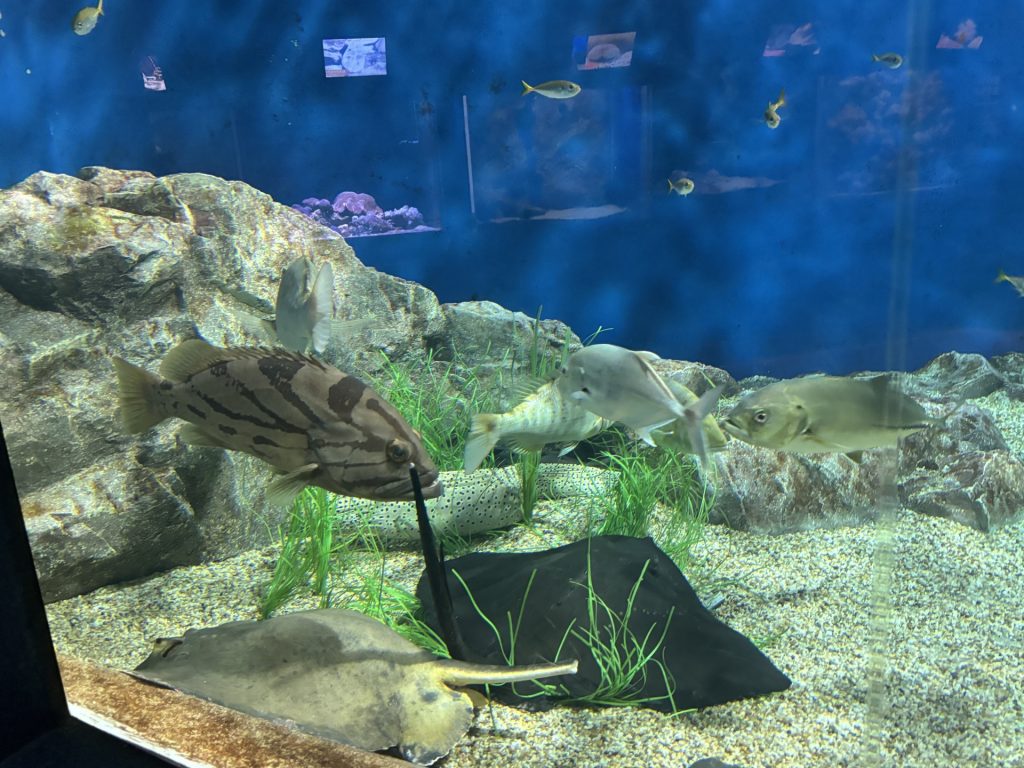 水族館の水槽