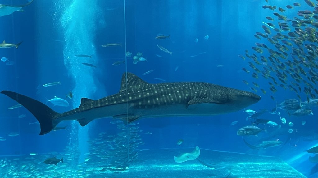 水族館の水槽