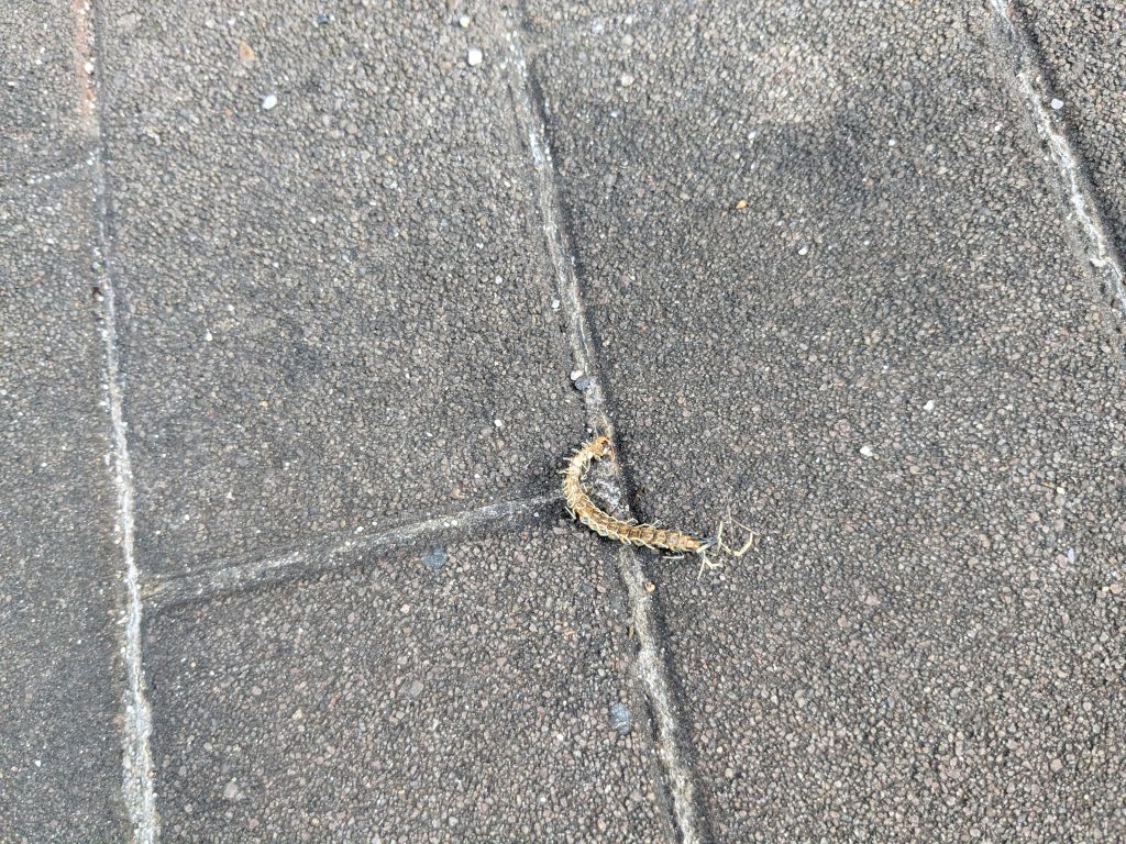 ムカデ