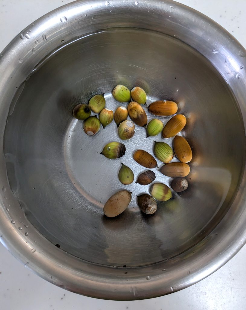 ボールの中のどんぐり