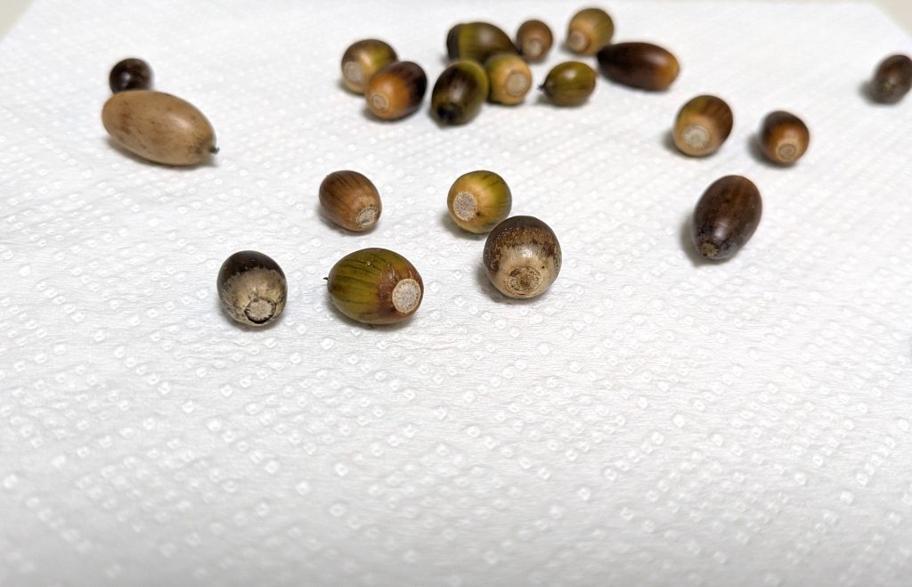 どんぐり乾燥中